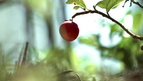 alone berry of cranberry in forest. red berry of cranberry hanging on branch