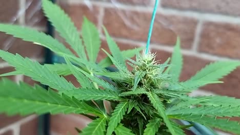 el frondoso follaje de la planta de marihuana de hierba que crece en el invernadero del jardín