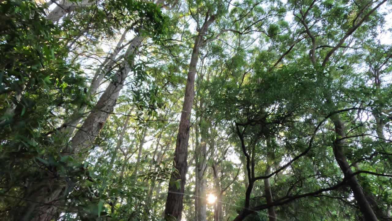 Sunlight filtering through dense forest canopy