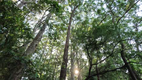 Sunlight filtering through dense forest canopy