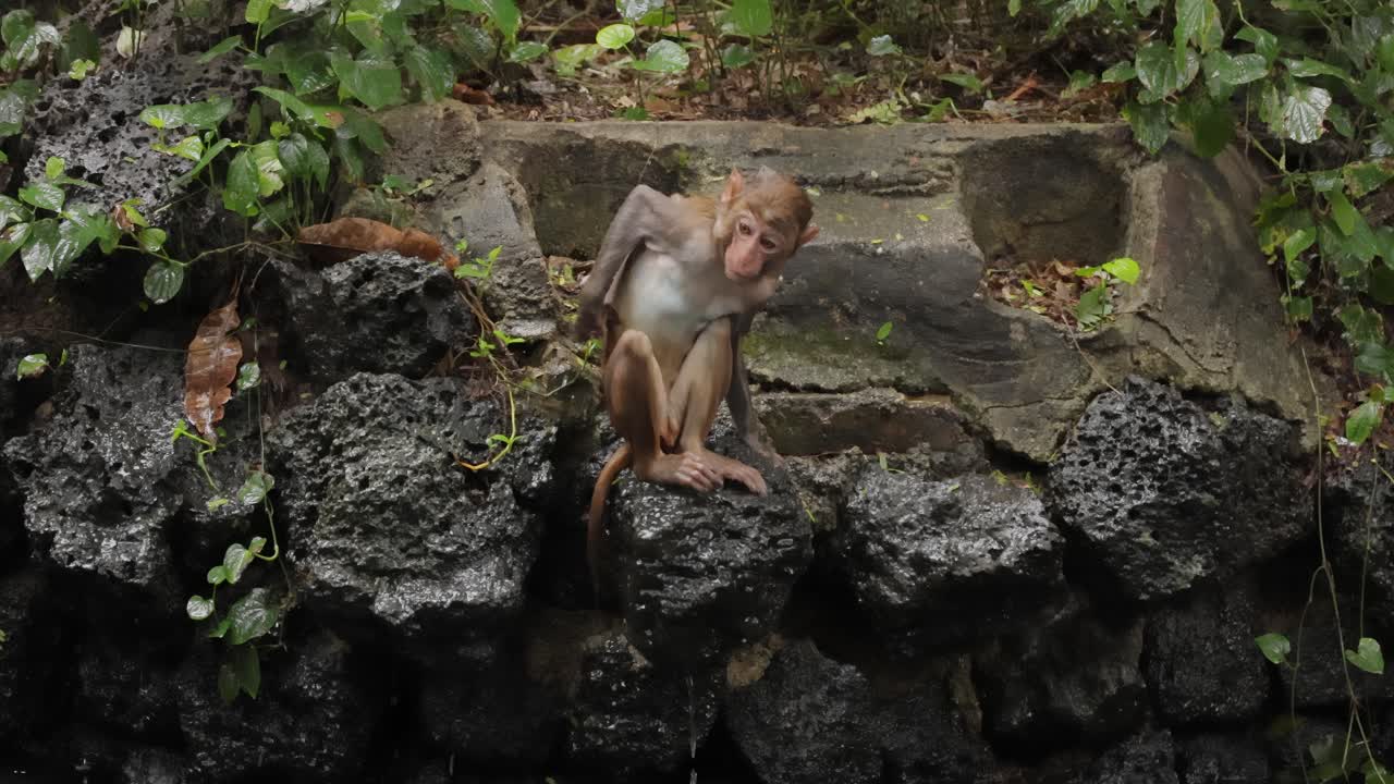 los macacos constituyen un género (macaca) de monos gregarios. los macacos se encuentran en una variedad de hábitats en todo el continente asiático y son altamente adaptables.