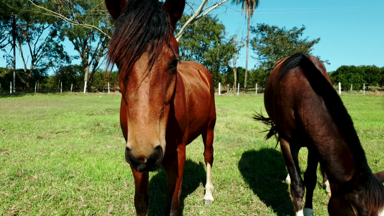 yegua y potro caballos castaños pastando en el campo en un día de verano