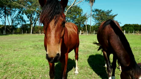 yegua y potro caballos castaños pastando en el campo en un día de verano