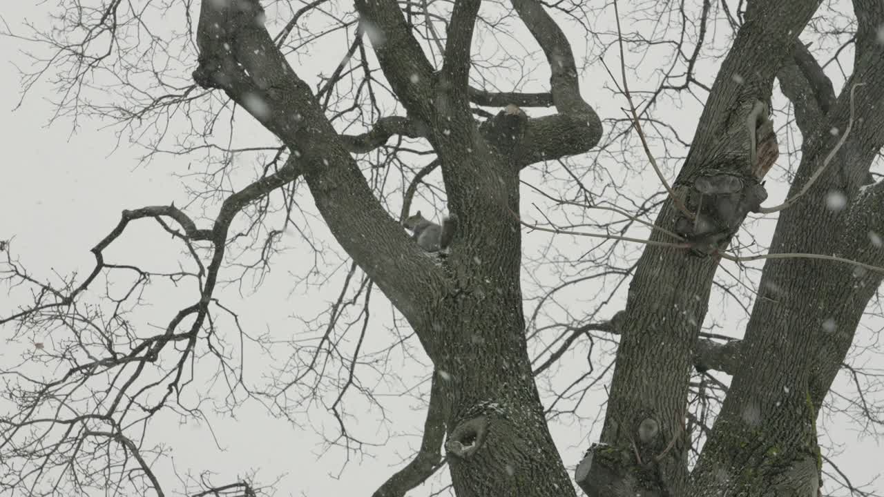 Squirrel on Tree Branch in Cold Winter Snow Under White Sky