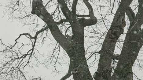 squirrel on tree branch in cold winter snow under white sky