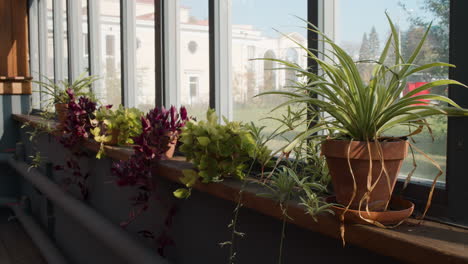 interior of a greenhouse