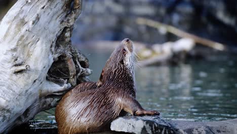 Una-Nutria-Junto-Al-Agua-Rascándose-La-Oreja-En-Un-Agradable-Día-De-Verano