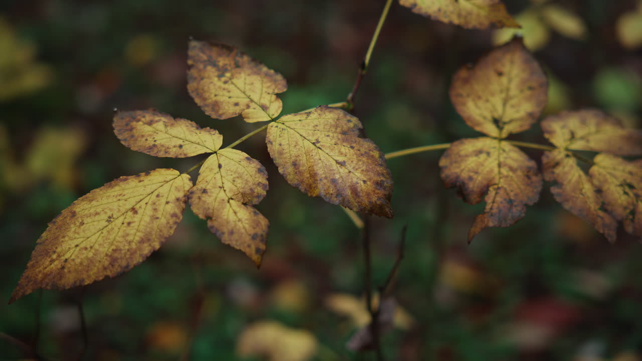 Yellow leaves hanging on a small branch in the forest on a moody autumn day