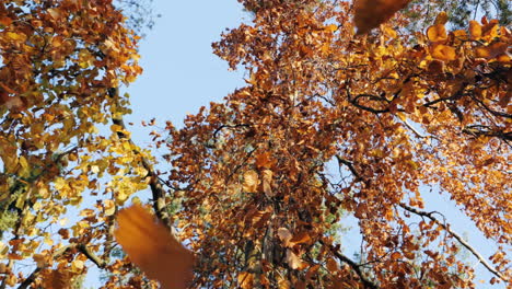 Zeitlupenaufnahme-Von-Fallenden-Herbstblättern