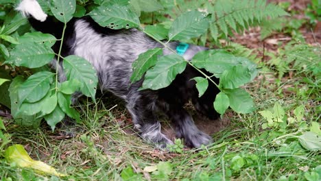 Lindo-Cachorro-Spaniel-Atrapado-Cavando-Un-Agujero-En-El-Jardín,-Enfoque-Suave-Fijo