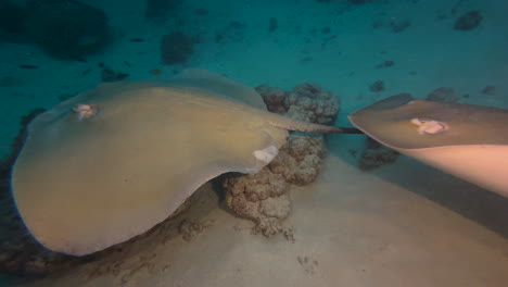 two pink whip rays approach camera und turn away towards coral blocks scattered over sandy bottom