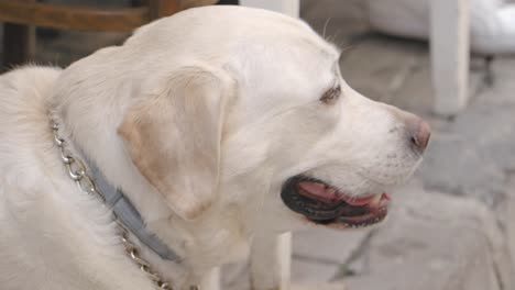 white labrador dog