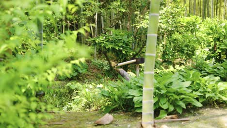 fuente de agua de bambú shishi-odoshi y fondo de jardín zen