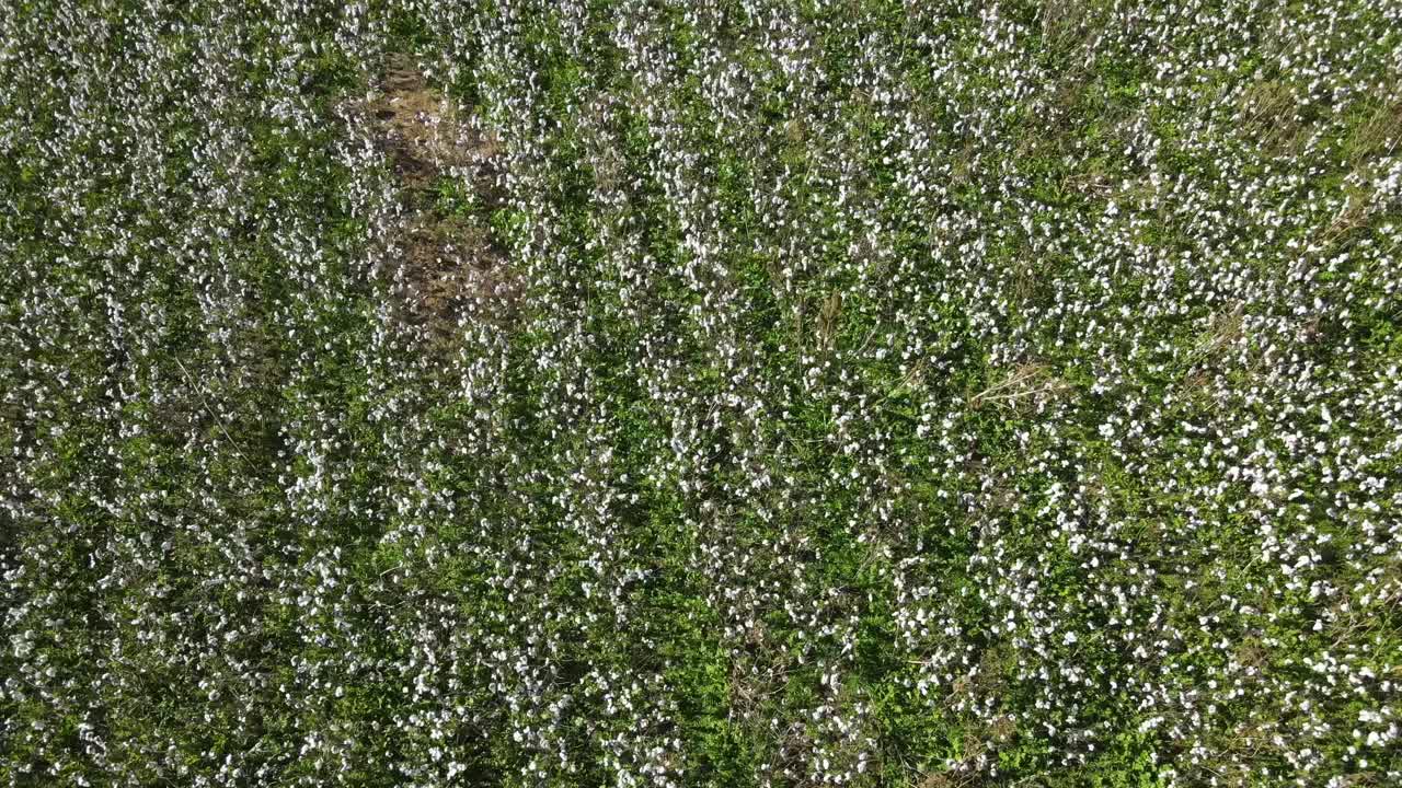 Cotton farm in southern Georgia - drone view