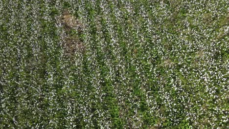 Granja-De-Algodón-En-El-Sur-De-Georgia---Vista-De-Drones