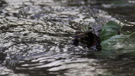 Water-Flowing-Around-Leaves-in-a-River-at-Cullen-Gardens-Central-Park,-Close-Up-Shot-in-Whitby,-Canada