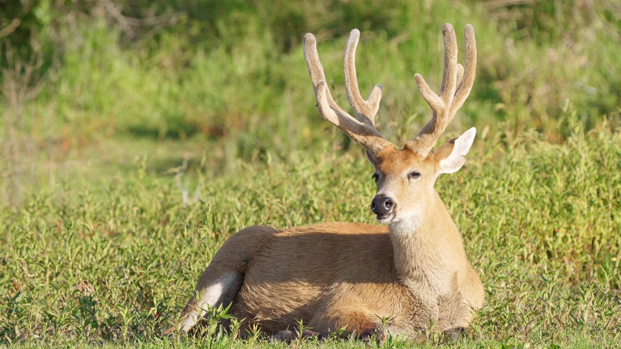 Un cervo delle paludi con palchi vellutati riposa in un'area erbosa, circondato da una vegetazione rigogliosa. Ideale per documentari sulla fauna selvatica o contenuti educativi sugli habitat dei cervi