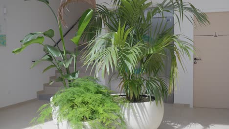 moving shot of a group of potted plants on the ground floor of a residence with stairs and elevator, large, tall green plants in white pots as central decoration