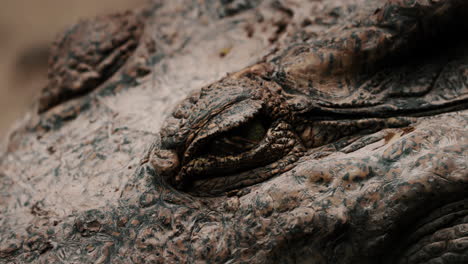 Extreme-Close-up-Of-A-Crocodile's-Tired-Eyes