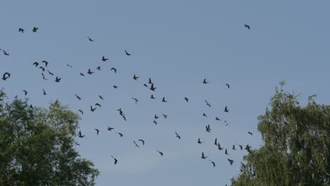 bandada de palomas en vuelo