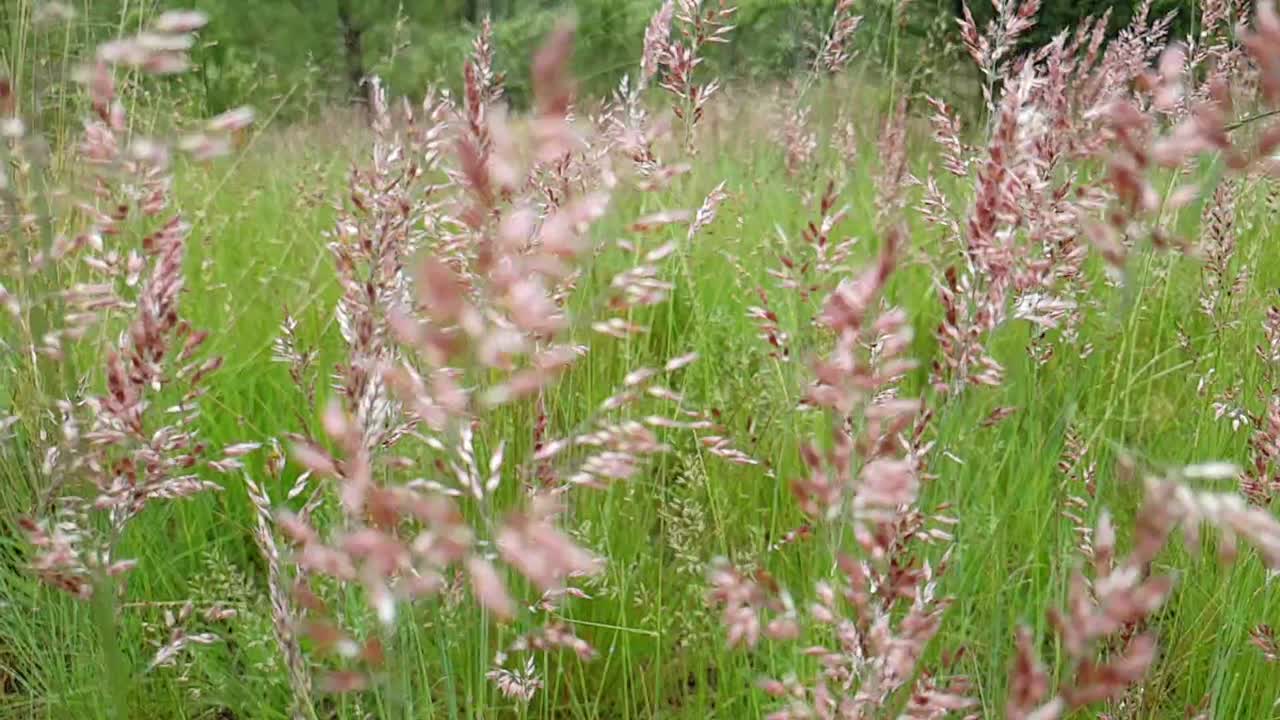 Wild grassland Red Grass and Nine Awned Grass during summer blowing and swaying in the wind slow motion slide pan footage, grazing food for game and domesticated animals in the veld