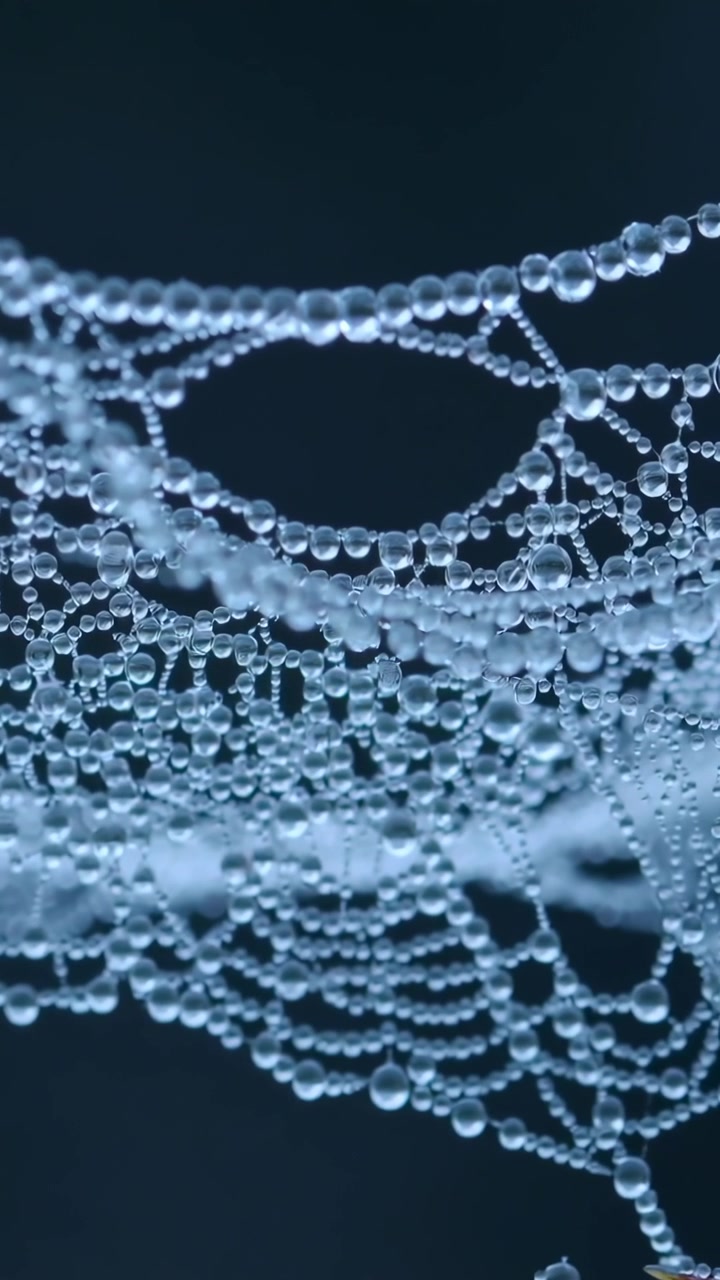 Vertical video: Camera recording silk strands, shifting focus to show beads at dawn, with droplets