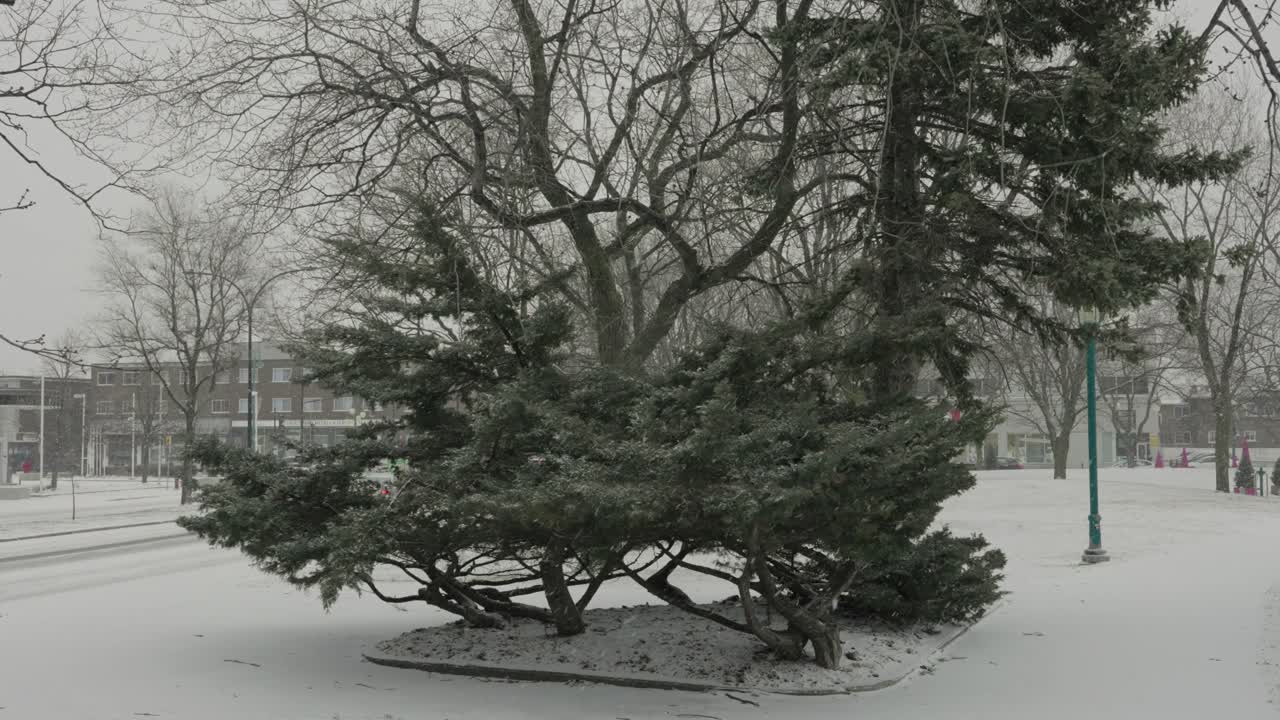하얀 겨울 눈이 내리는 느린 동작으로 뒤덮인 공원 밖에 있는 나무를 바라보는 반자이