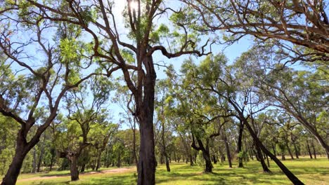 timelapse of a sunny day in a tree-filled park