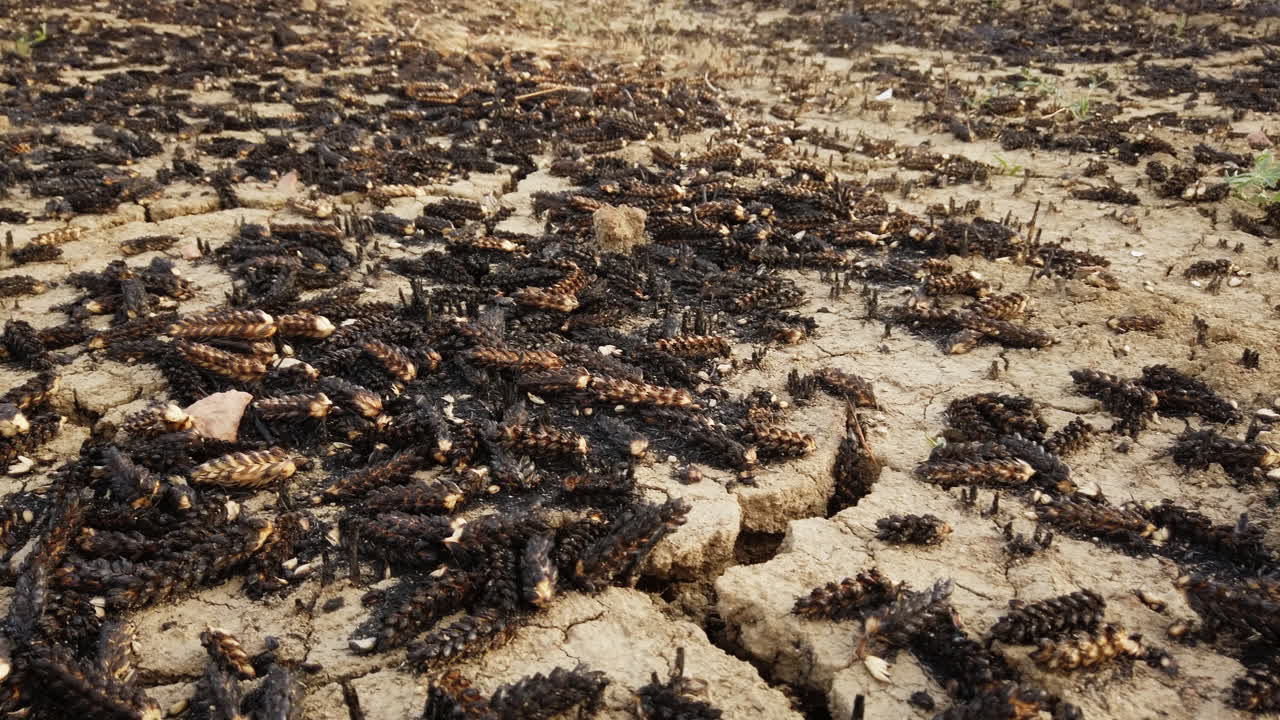cultivo de trigo quemado en un campo