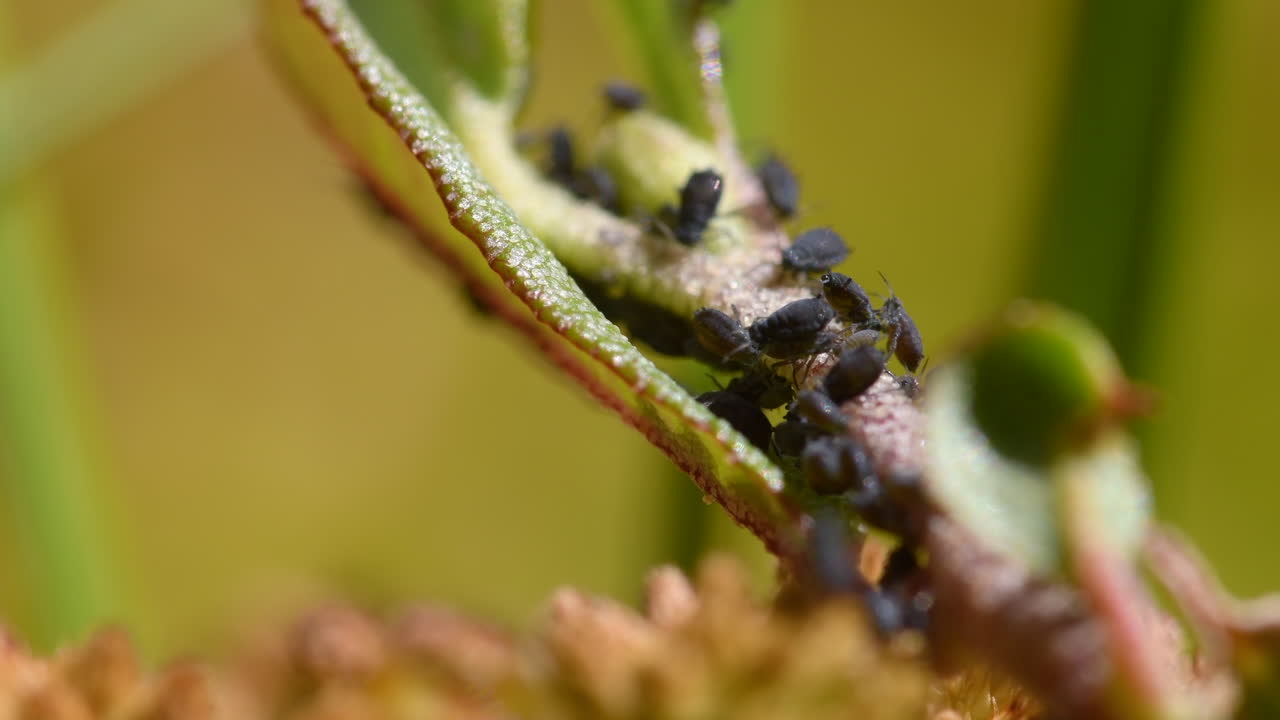 pulgones negros comiendo una planta en un pantano finlandés
