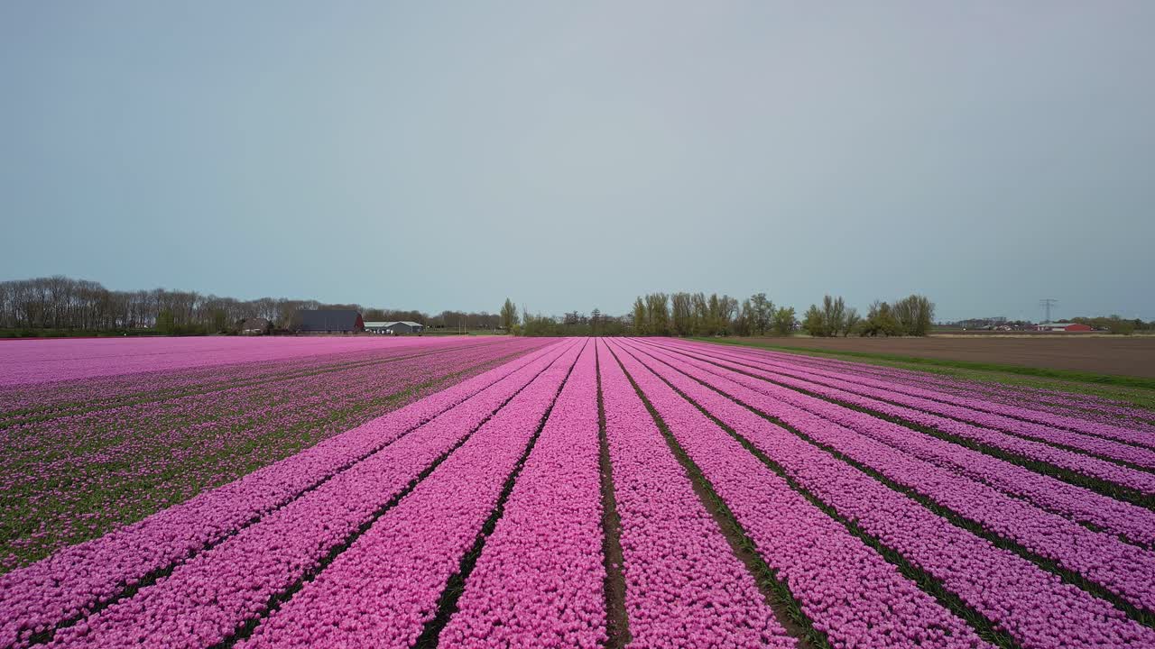 campos de tulipanes con sólo tulipanes rosados, disparo del dron hacia adelante