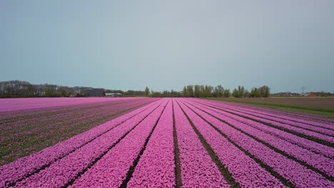 Campos-De-Tulipanes-Solo-Con-Tulipanes-Rosados,-Disparo-De-Drone-Delantero