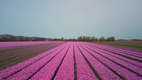 campos de tulipanes con sólo tulipanes rosados, disparo del dron hacia adelante