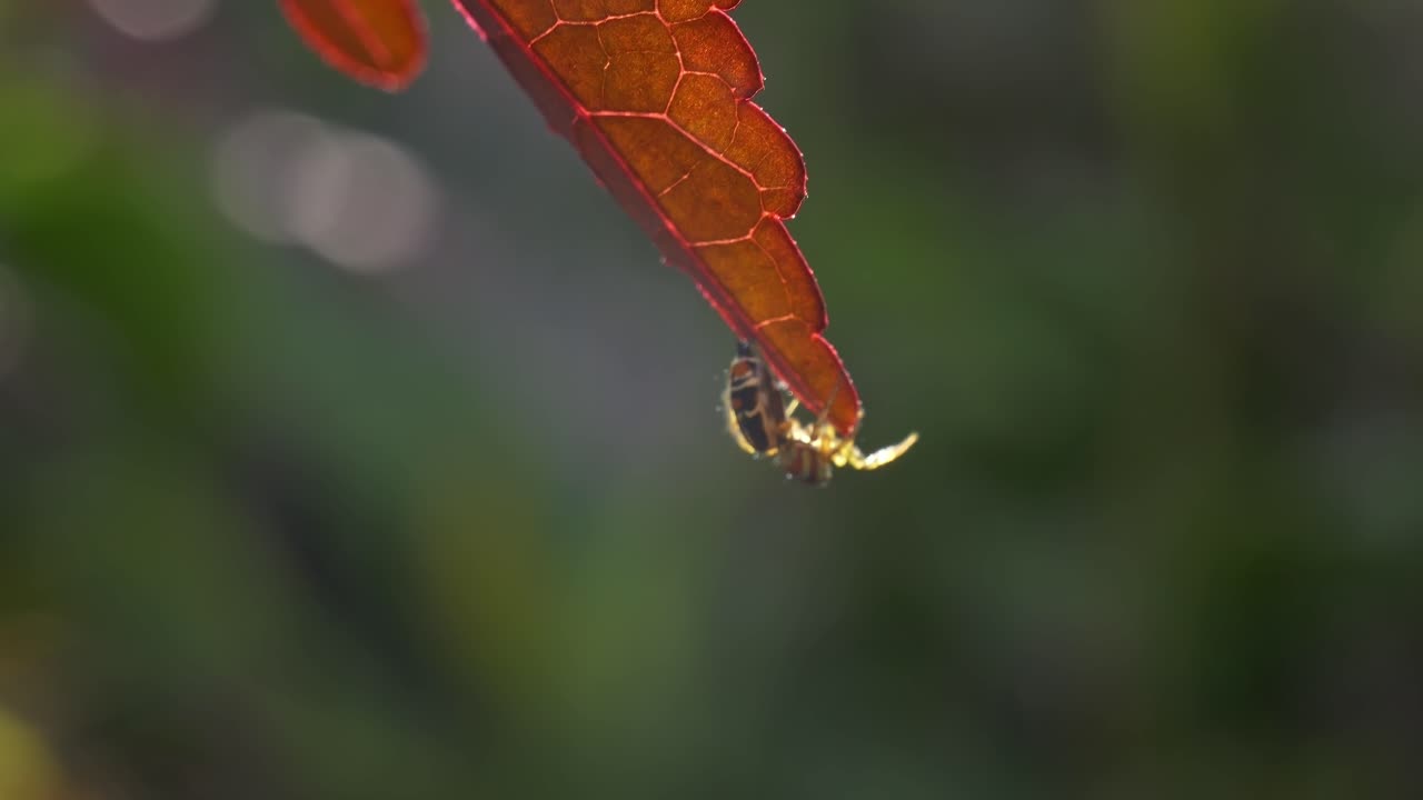 Ragno saltatore (Salticidae) posato sulla punta del fogliame di ibisco cranberry. Scatto con messa a fuoco selettiva.