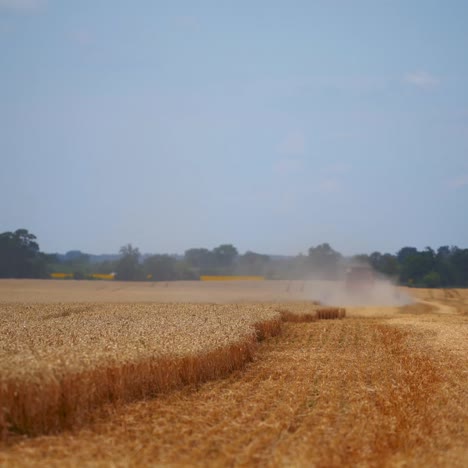 combine harvester in action on wheat field. process of gathering ripe crop from the fields. agricultural technic in field. special technic in action