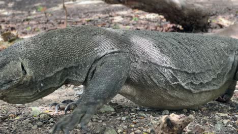 close shot of a komodo dragon walking and resting on the forest floor in indonesia