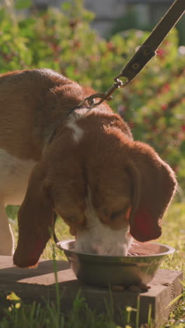 perro en la correa comiendo de un cuenco de metal colocado en una tabla de madera al aire libre rodeado de exuberante vegetación, el sol reflejándose cálidamente sobre el jardín, otro cuenco vacío al lado del perro
