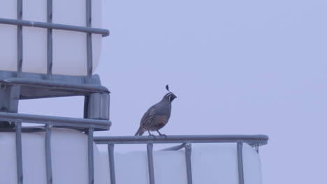 Close-up-of-male-California-Quail-looking-out-in-a-junk-yard-in-slow-motion