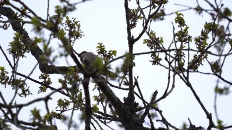 house sparrow singing beautifully in treetop with white sky background before flying away in end of clip