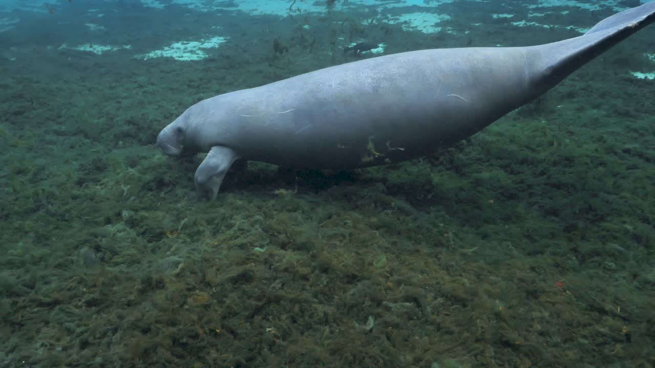 Aerial view of crystal-clear blue spring surrounded by lush green forest