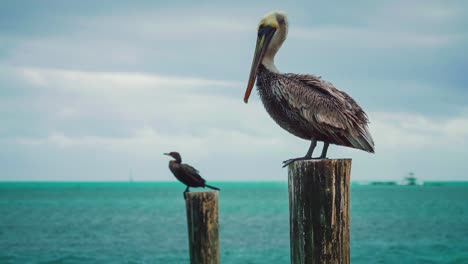 cinemagraph - bucle de video sin interrupciones de un pelícano y un cormorán sentados en postes de madera en la playa del océano atlántico en key largo en los cayos de florida cerca de key west, limpiando sus plumas