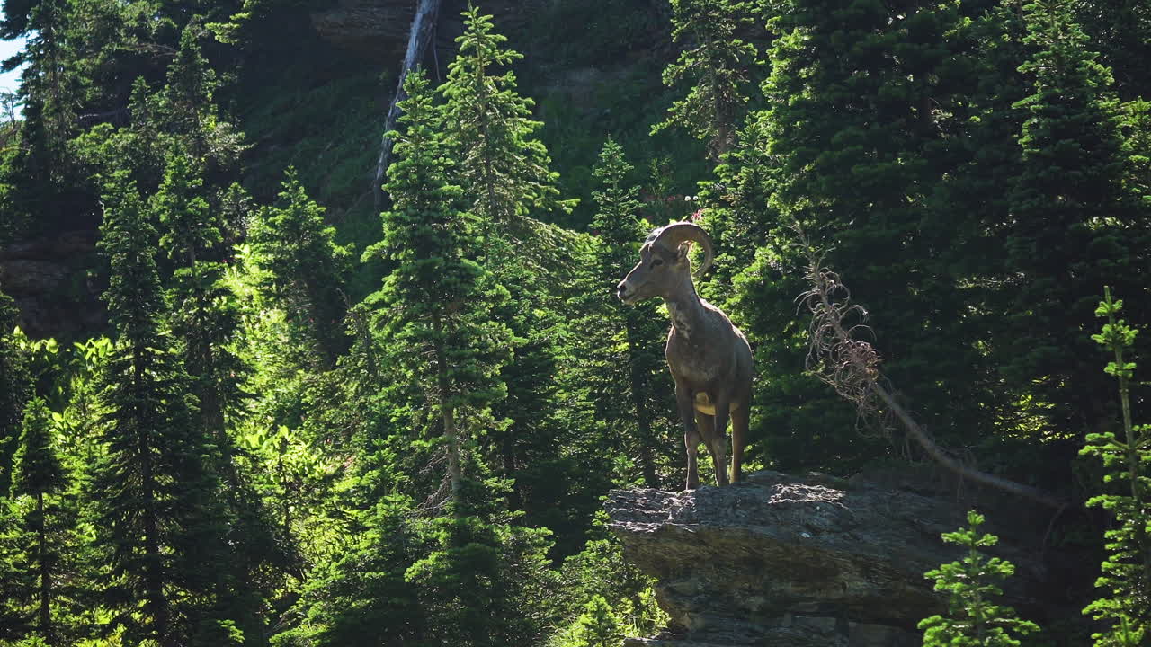 Bighorn sheep at vantage point on mountain side, enjoys the view