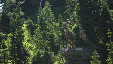 bighorn sheep at vantage point on mountain side, enjoys the view