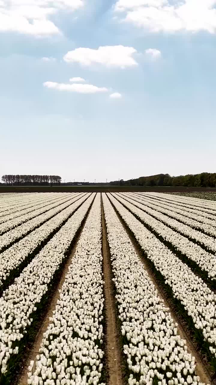 Field of White Tulips
