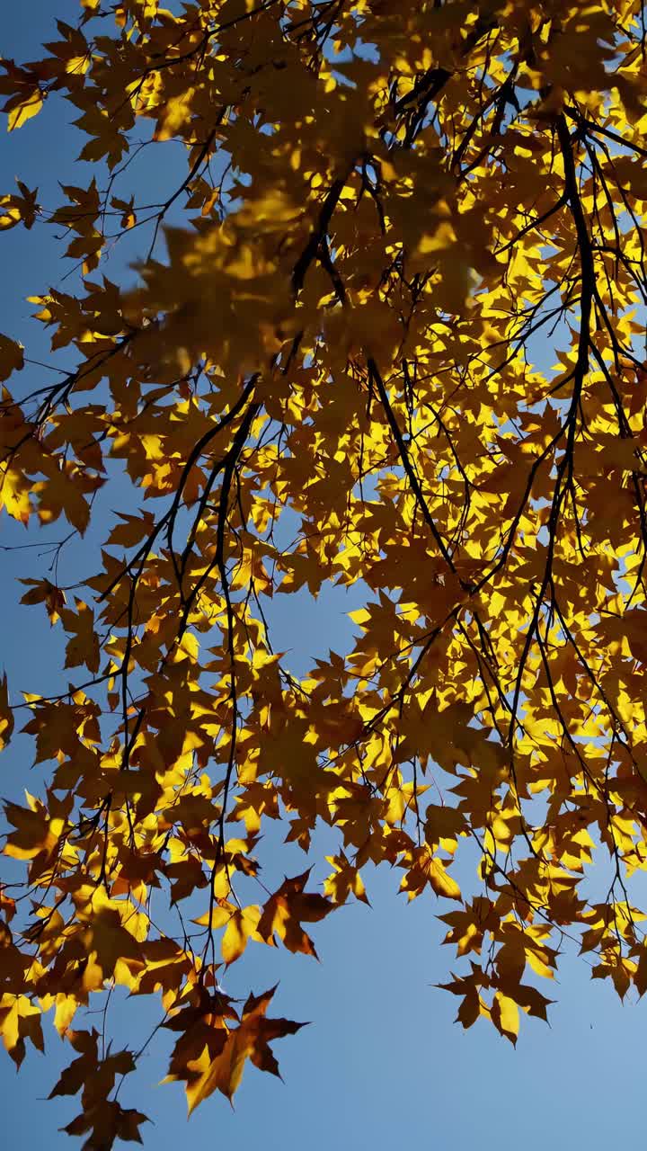 Upward angle captures golden autumn leaves against a clear blue sky, creating a serene, natural