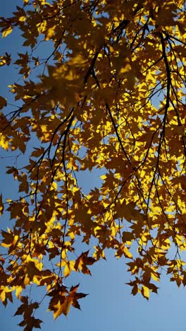 upward angle captures golden autumn leaves against a clear blue sky, creating a serene, natural