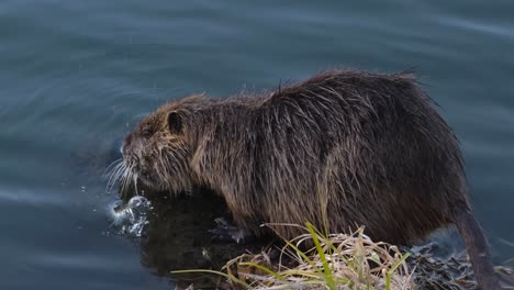 el coypu se alimenta, entra en el agua y se aleja nadando.