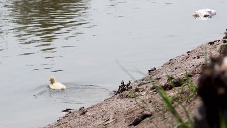 a duckling enters and swims in the river