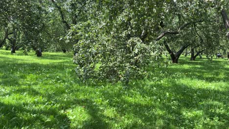 panorama of the apple orchard in august (4k60)