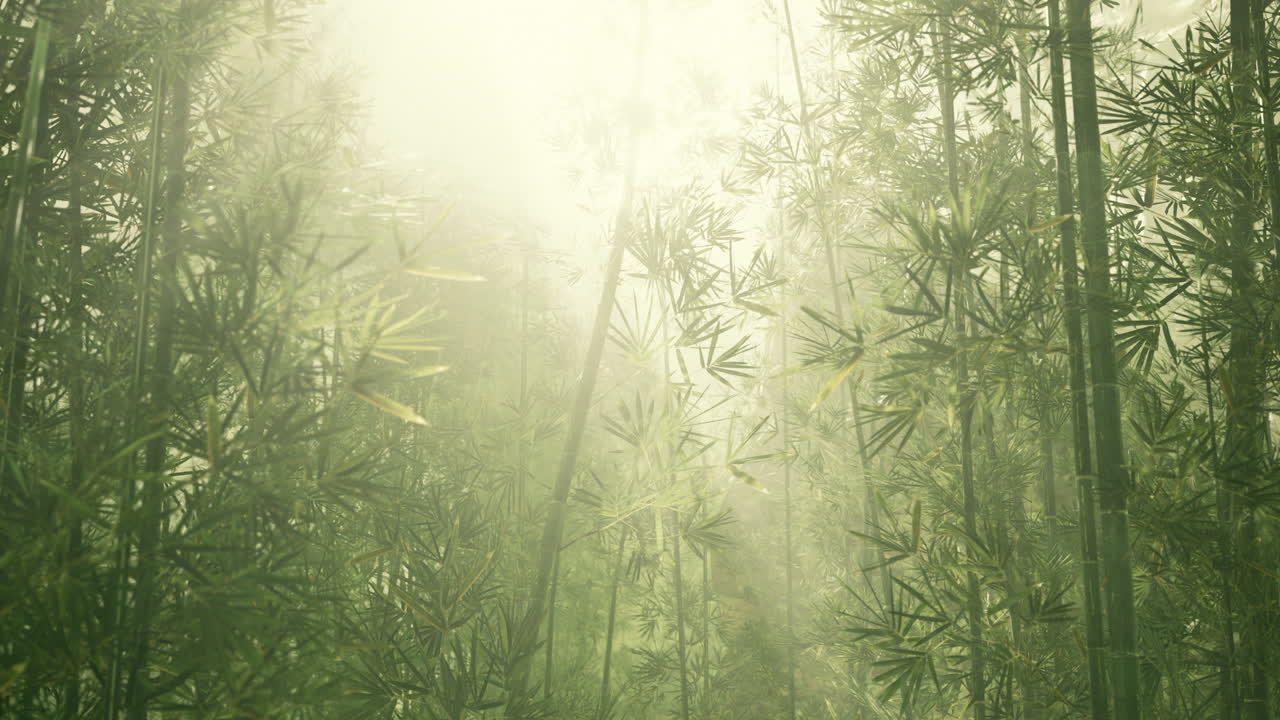 bambú verde en la niebla con tallos y hojas